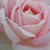 Rózsaszín - Teahibrid rózsa - Myriam